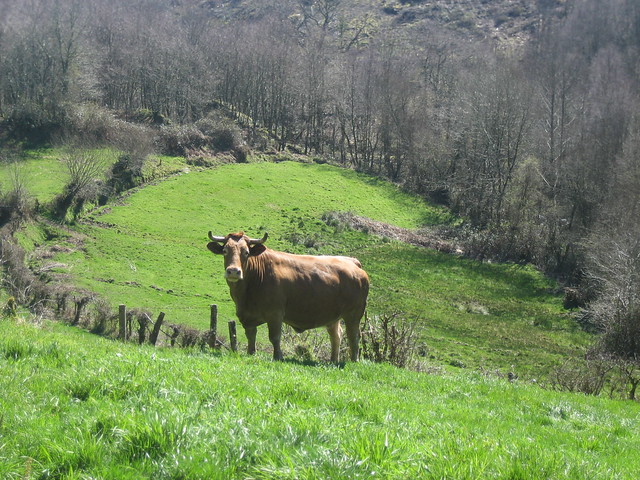 Vacas en el PR-G 168 Roteiro dos Megalitos