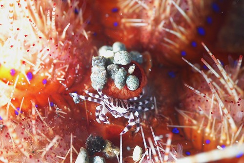 Urchin crab - Zebrida adamsii - T Tebal