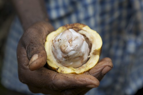 A cocoa pod in a farmer’s hand