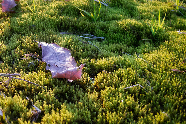Dreamy Moss and Leaf