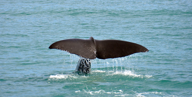 Whale tail II