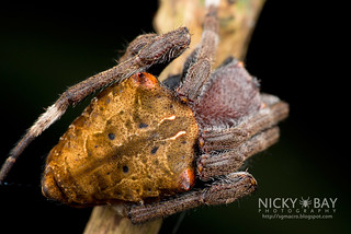 Garden Spider (Parawixia sp.) - DSC_8744