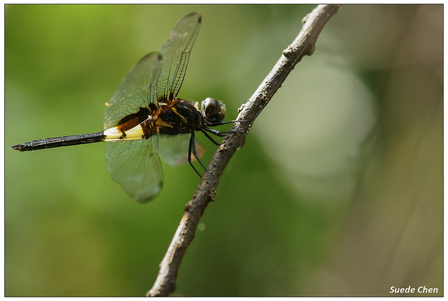 黃紉蜻蜓 Pseudothemis zonata (Burmeister, 1839)