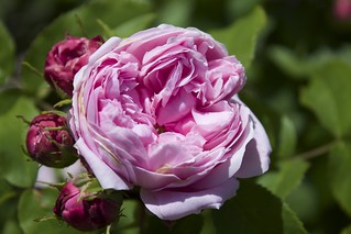 Rosa damascena 