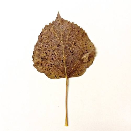 Autumn Aspen Leaves - 2014 - 1
