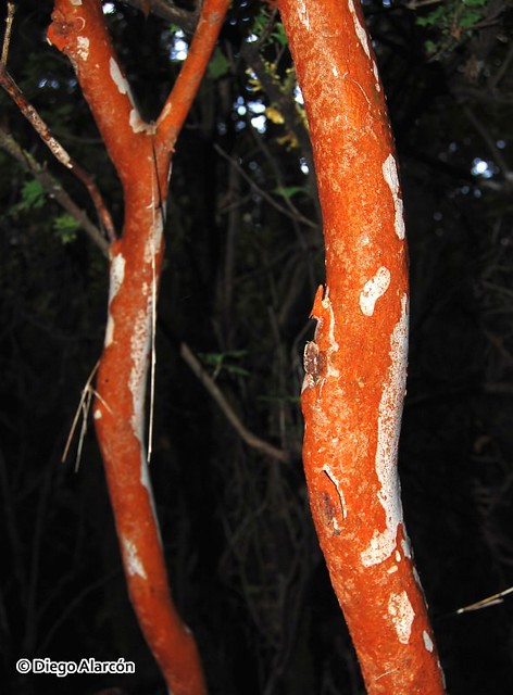 Cortezas de Arrayán, Luma apiculata