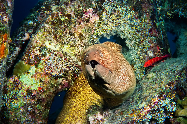 Bowser, the Moray Eel:  Published