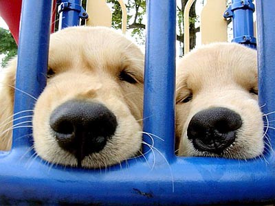Cute puppies