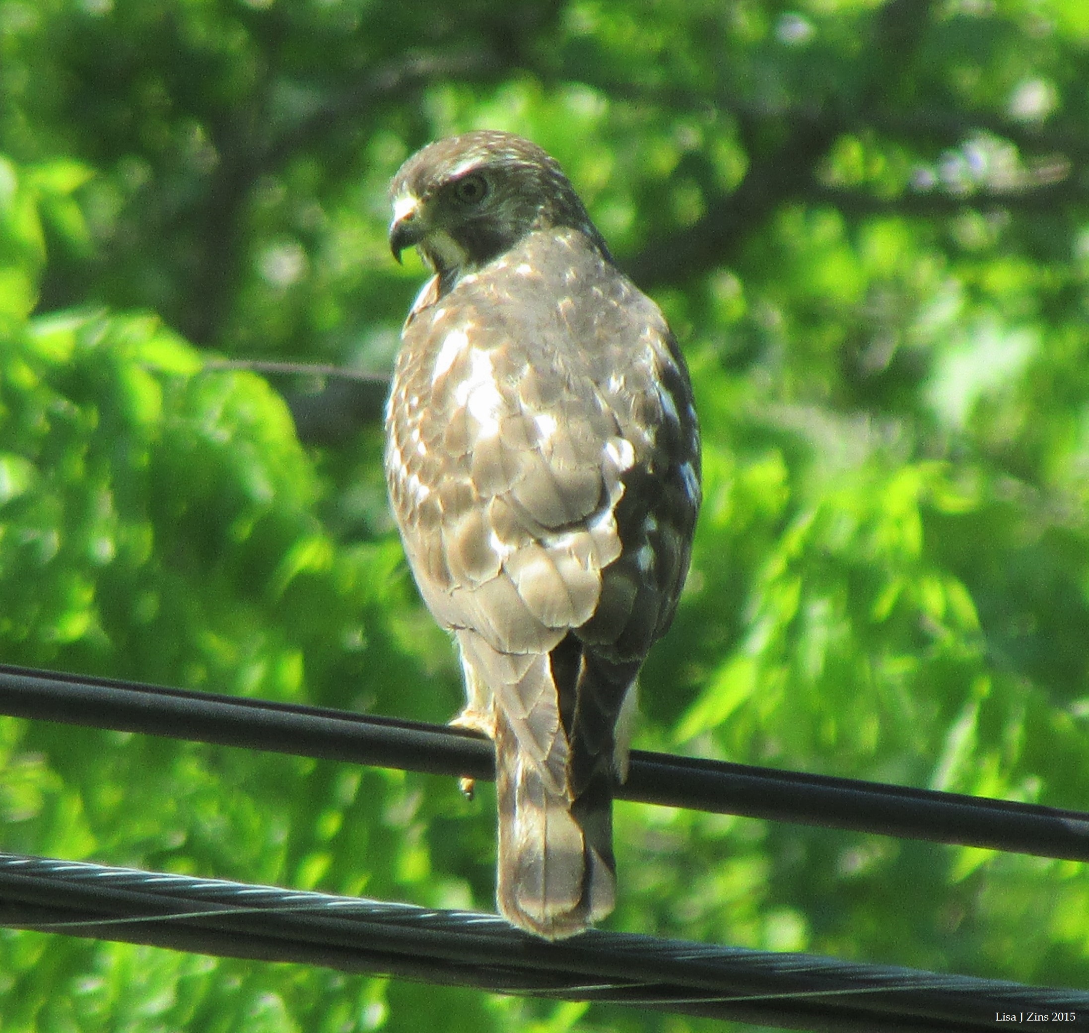 Juvenile Red Tailed Hawk 4