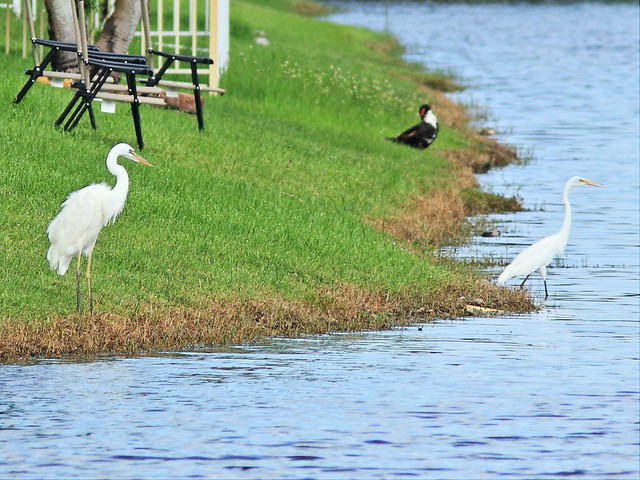 Great White Heron and Great Egret 20140818