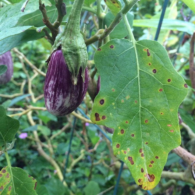Eggplant: Cercospora Leaf Spot