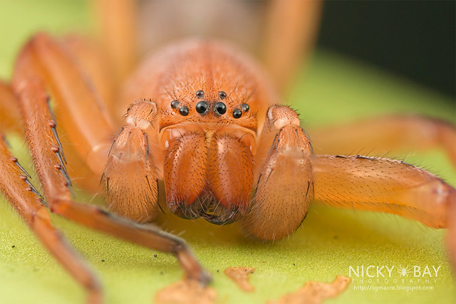 Huntsman Spider (Thelcticopis sp.) - DSC_2259
