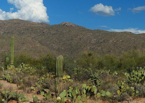Tanque Verde Dome from the visitor center parking lot