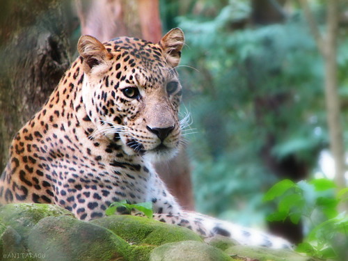 Stare of the Leopard