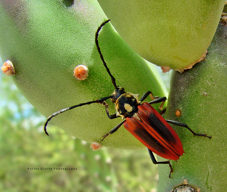 Longhorn beetle - Basiptera castaneipennis