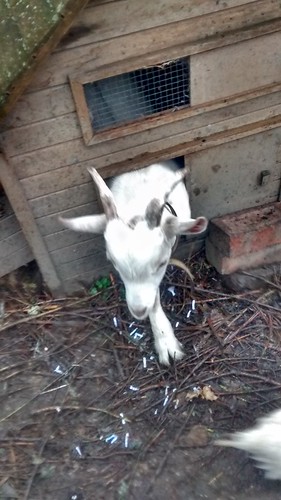 goat in henhouse Sept 16 2