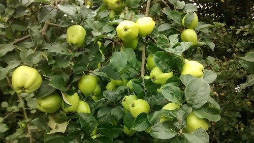 apples Sept 16 1