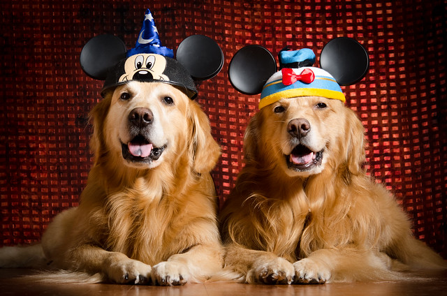 Disney Dogs