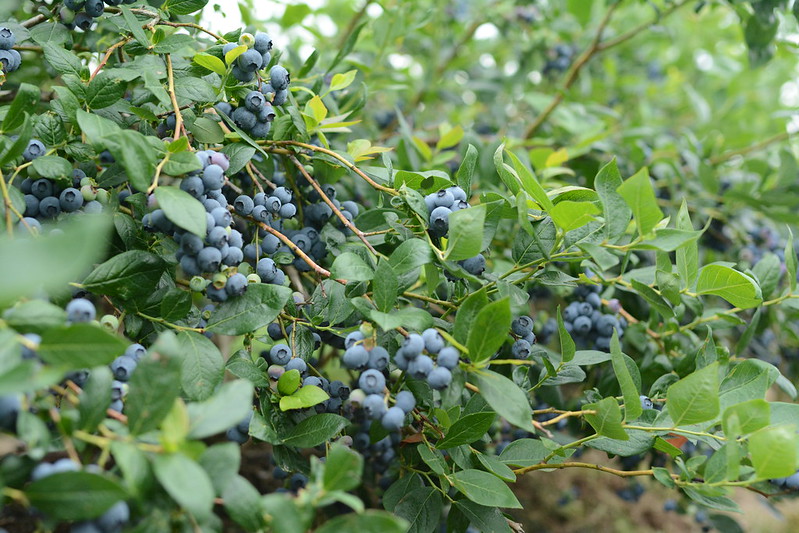 Picking blueberries