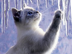 ice-cat-cats-31471539-1600-1200