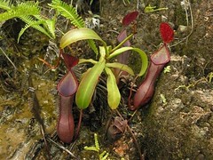 Pitcher Plants of the Old World (37)