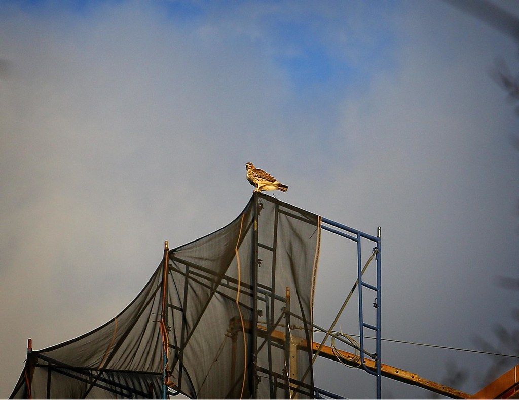 Christo atop the Christodora