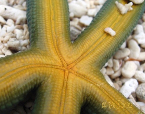 Starfish and it's Yellow underside
