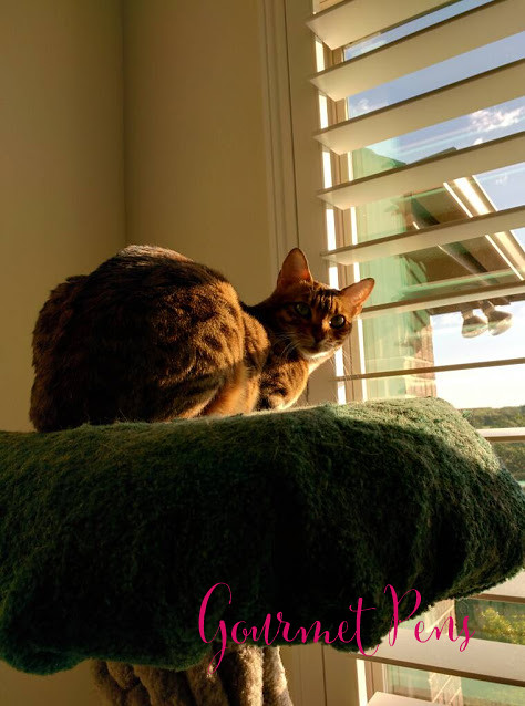 Whiskers & Paws October 2017 Edition 4