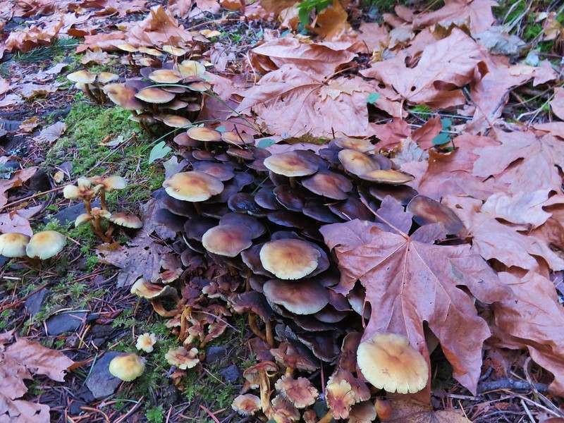 Mushrooms along the Wyeth Trail