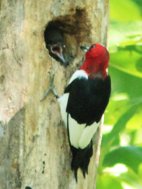 Red-headed Woodpecker feeding nestling 3-20130903