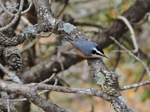Red-breasted Nuthatch #101