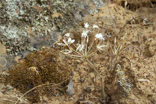 Pelargonium triandrum