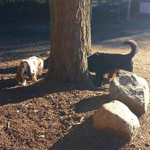 Basset hounds at the dog park mawww 💕