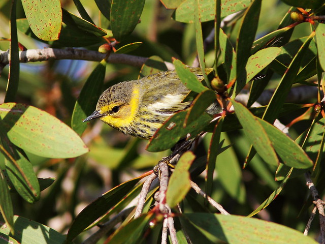 Cape May Warbler 6-20131023