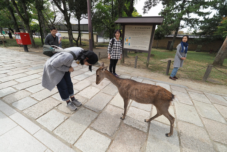 Todaiji 東大寺｜奈良 Nara