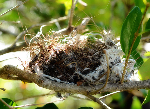 Livvie nest tree
