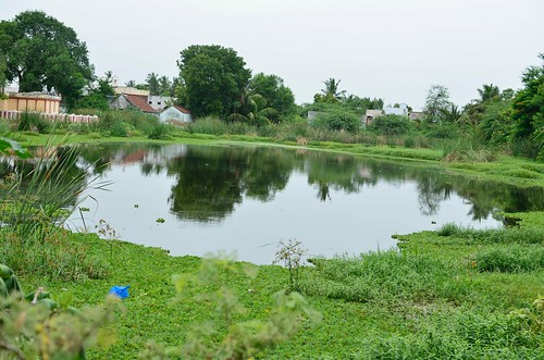 The temple pond was off limits for cattle due to heavy eutrophication. (Image courtesy: Kalpam Farmers' Society)