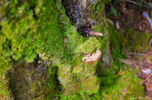 Cicada Shell on Mossy Trunk