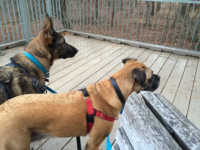 Zille and Greta at the park staring at something off screen