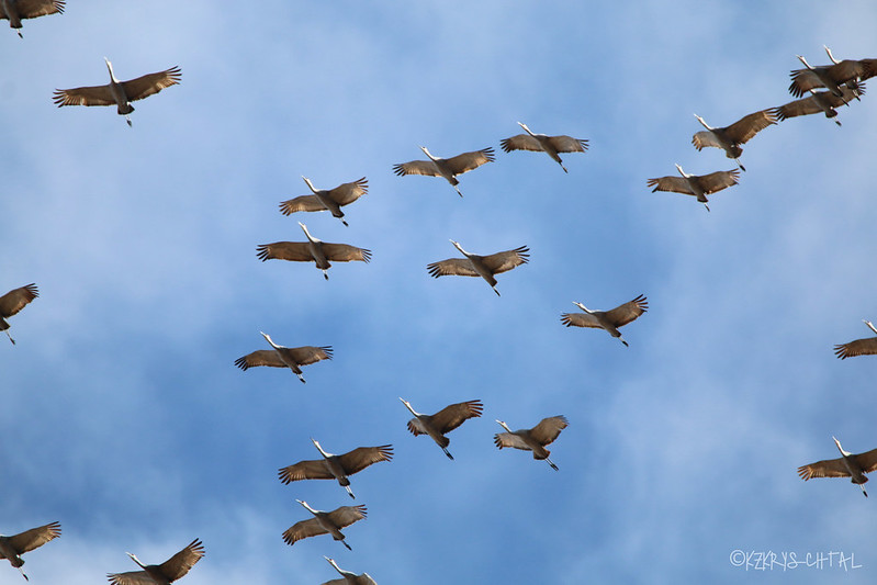 IMG_7801SandhillCranes