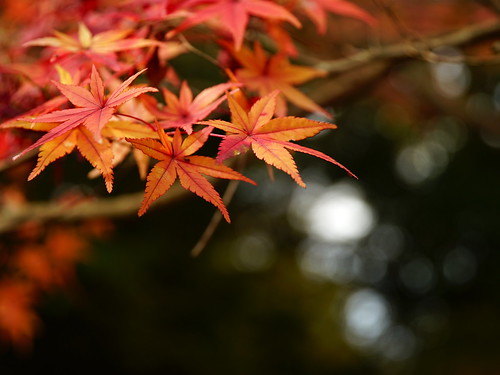 Autmn Leaves at Nishigori-park