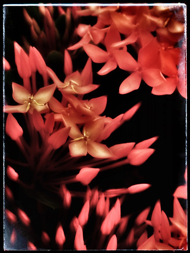 Puerto Vallartan Ixora flowers in SnapSeed