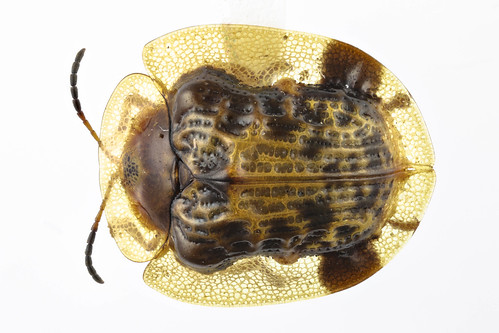 イチモンジカメノコハムシ　Thlaspida cribrosa (Boheman, 1855)-1-1