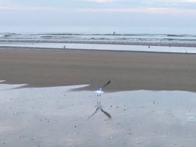 City Moment - Seeing Proust's Soul in a Solitary Seagull, Cabour, France