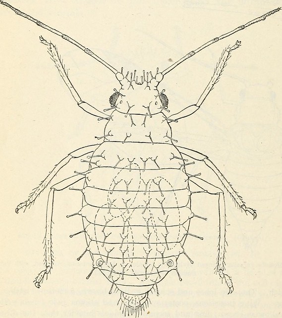 Image from page 39 of "Walnut aphids in California" (1914)