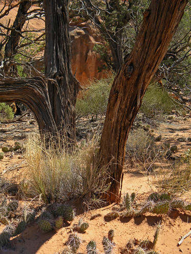 Prickly Cacti and Dead Trees in Arches National Park's Devil's Garden