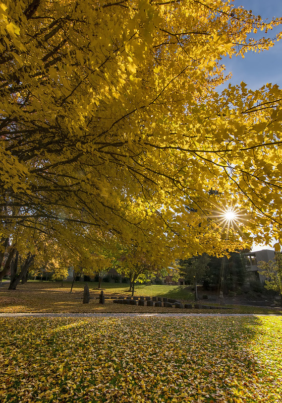Southern Oregon University campus in autumn