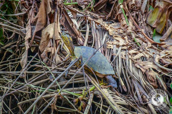 Slider Turtle in Sierpe