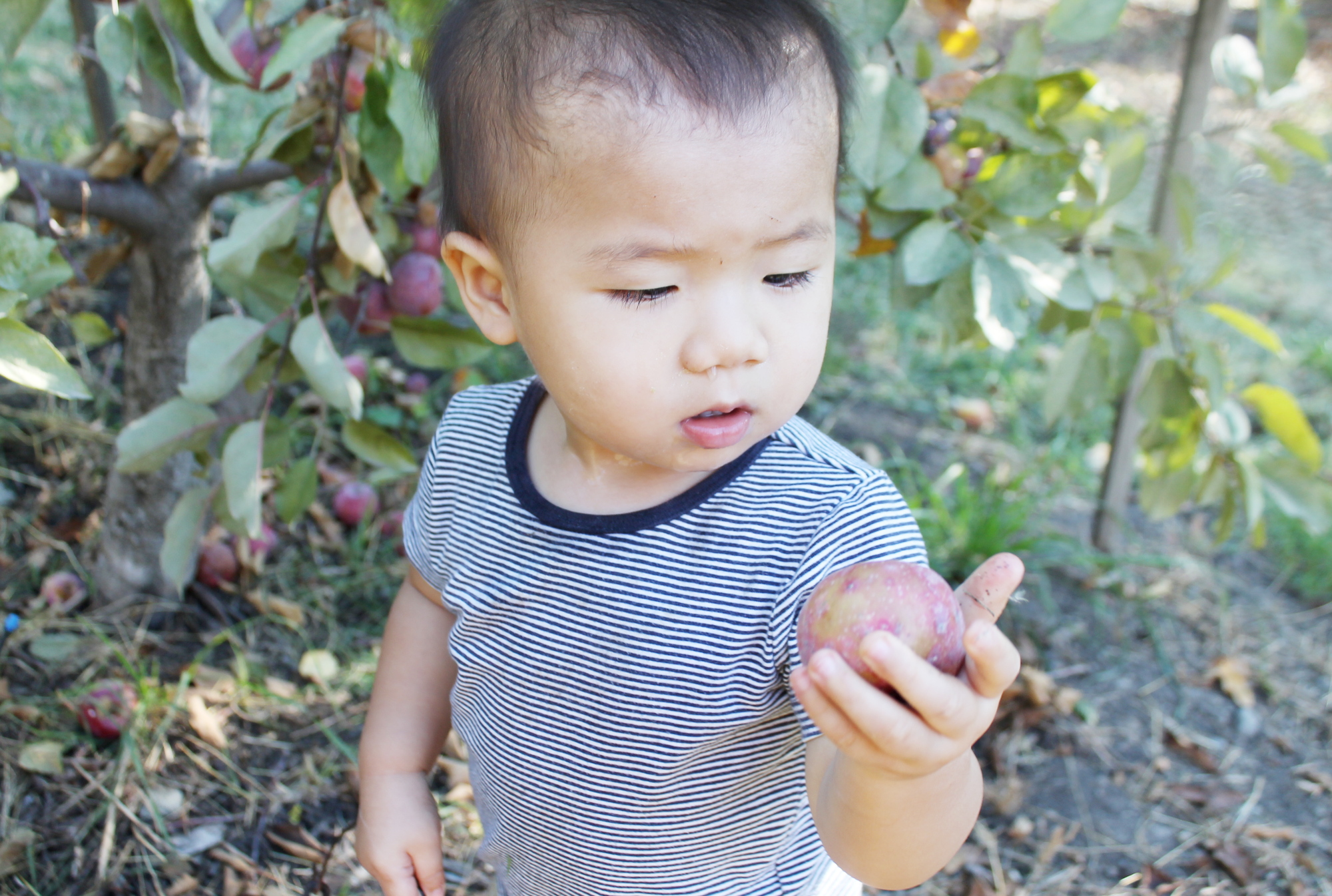 apple picking 2016