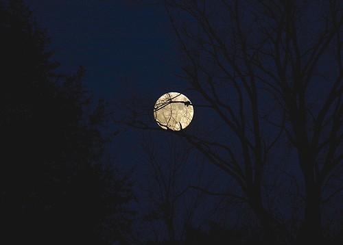 Moon in trees